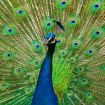 Paon en présentation avec sa queue grande ouverte montrant ainsi ses tons de vert et de bleu.