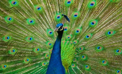 Paon en présentation avec sa queue grande ouverte montrant ainsi ses tons de vert et de bleu.