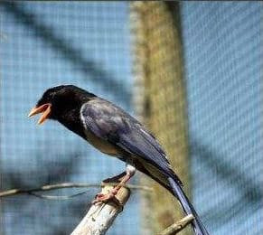 Pie bleue de l'himalaya perchée sur une branche en train de chanter. Sa longue queue ainsi que ses ailes sont d'un bleu lumineux avec une large pointe blanche. Son bec, ses pattes et le tour de son œil sont rouge-orangé.