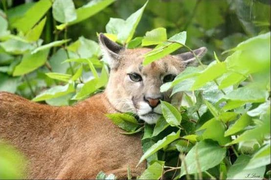 Puma caché dans les branchages.