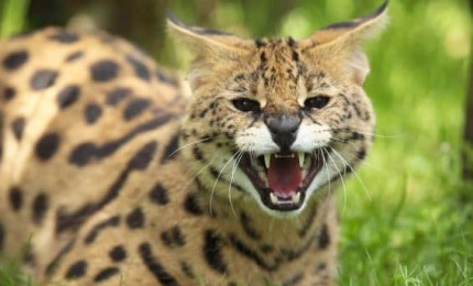 Portrait d'un serval qui feule. son pelage est brun tacheté de noir.