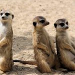 Three meerkats sitting on their posteriors in a surveillance position.