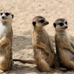 Trois suricates assis sur leur postérieur en position de surveillance.