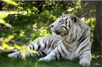 Tigre blanc allongé sous le feuillages des arbres.