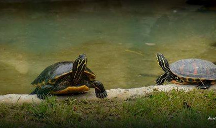 Deux tortues de Floride au bord d'un bassin rempli d'eau.