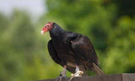 Urubu à tête rouge posé sur une barrière.