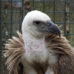 Portrait of a griffon vulture.