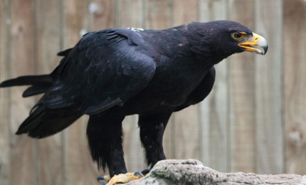Aigle de verreau posé sur un rocher. Son plumage est noir.