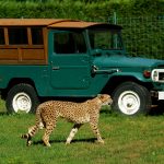 Cheetah passing to the right in front of a 4x4 made of wood, its body is dark green.