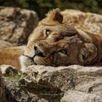 photo de Dominique Giraud d'une lionne allongée sur des rochers.