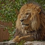 Photo portrait de Dominique Giraud de notre lion Kaoma sur le côté droit. Sa crinière est de couleur fauve, marron /jaune avec des tons marrons plus foncé.