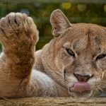 Puma is lying down, sticking his tongue out of his mouth and looking straight ahead. Its left leg is raised. Its coat is beige and reddish in colour.