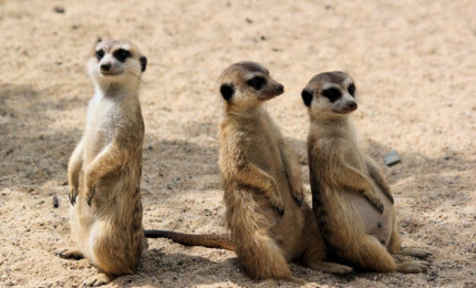 Trois suricates assis sur leur postérieur en position de surveillance.