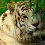 White tiger taking a bath in his basin.