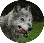 Pellet-shaped visual of a wolf from Macenzie.