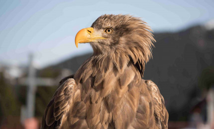 Portrait of a white-tailed eagle facing left.