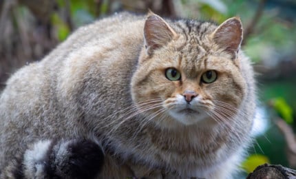 Chat forestier