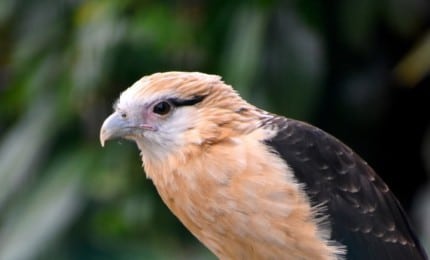 Caracara à tête jaune perché.