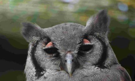 Hibou grand duc de Verreaux