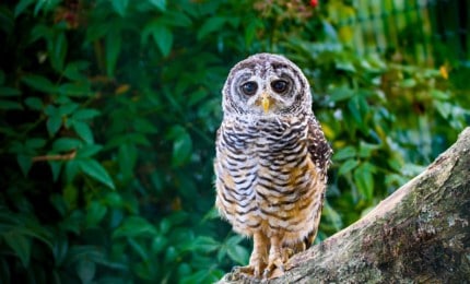 Le hibou, le rapace nocturne cousin de la chouette