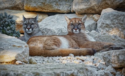 Couple de pumas dans l'enrochement de leur nouvel enclos