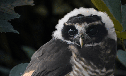 Chouette à collier avec une "couronne" de duvet blanc sur la tête, typique des jeunes oiseaux, qui disparaitra avec l'âge.