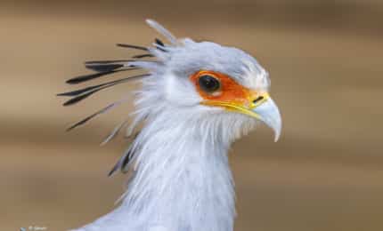 Serpenter - secrétaire