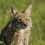 Portrait d'un coyote sur fond flouté de prairie