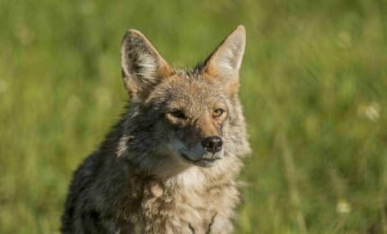 Portrait d'un coyote sur fond flouté de prairie