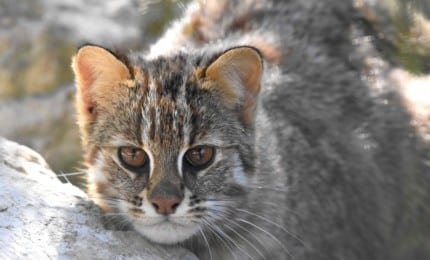 Portrait d'un chat léopard de Sibérie