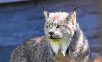 Mâle lynx de Sibérie