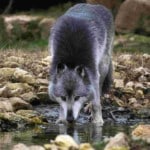 Loup du Canada en train de boire dans une marre d'eau.