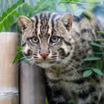 Chat pêcheur