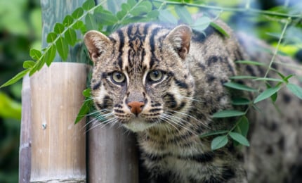 Chat pêcheur