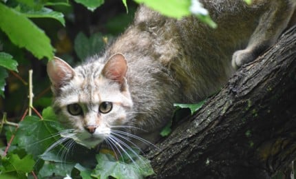 Chat forestier