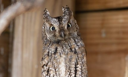 Hibou petit duc scops 