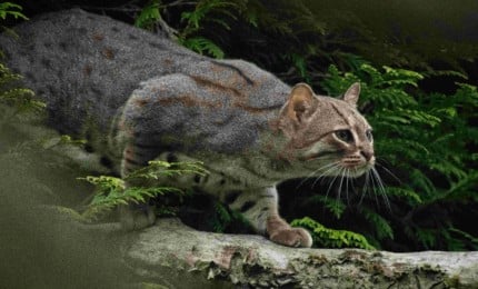 Chat rubugineux