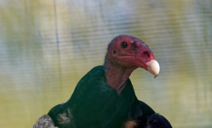 Urubu à tête rouge en portrait