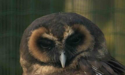 Portrait d'une Chouette leptogramme