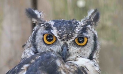 Hibou grand duc africain vue de face avec ses grands yeux jaunes orangés