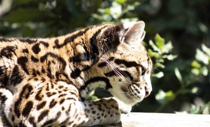 Ocelot de profil droit sur un tronc d'arbre