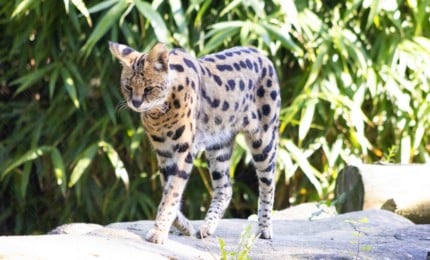 Serval qui marche sur un rocher