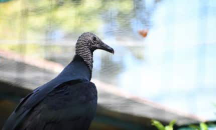 Urubu à tête noire vue de profil droit