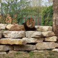 Lion lying on rocks.