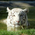 Photo of a white tiger's head emerging from its basin.