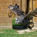 Chouette lapone en vol au cours du vol d'oiseaux.