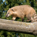 Coati walking on a high tree trunk. The coat is grey-brown with a light brown tip to the muzzle.