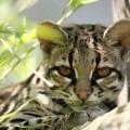 Portrait of a Marguay. Its fur is marked with several rows of dark spots. The head, neck and throat have black lines.