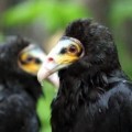 Portrait de 2 urubus à tête jaune placé l'un en face de l'autre, l'un à droite et l'autre à gauche. Leur plumage est noir.