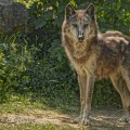 Photo de Dominique Giraud d'un loup de Macenzie debout.